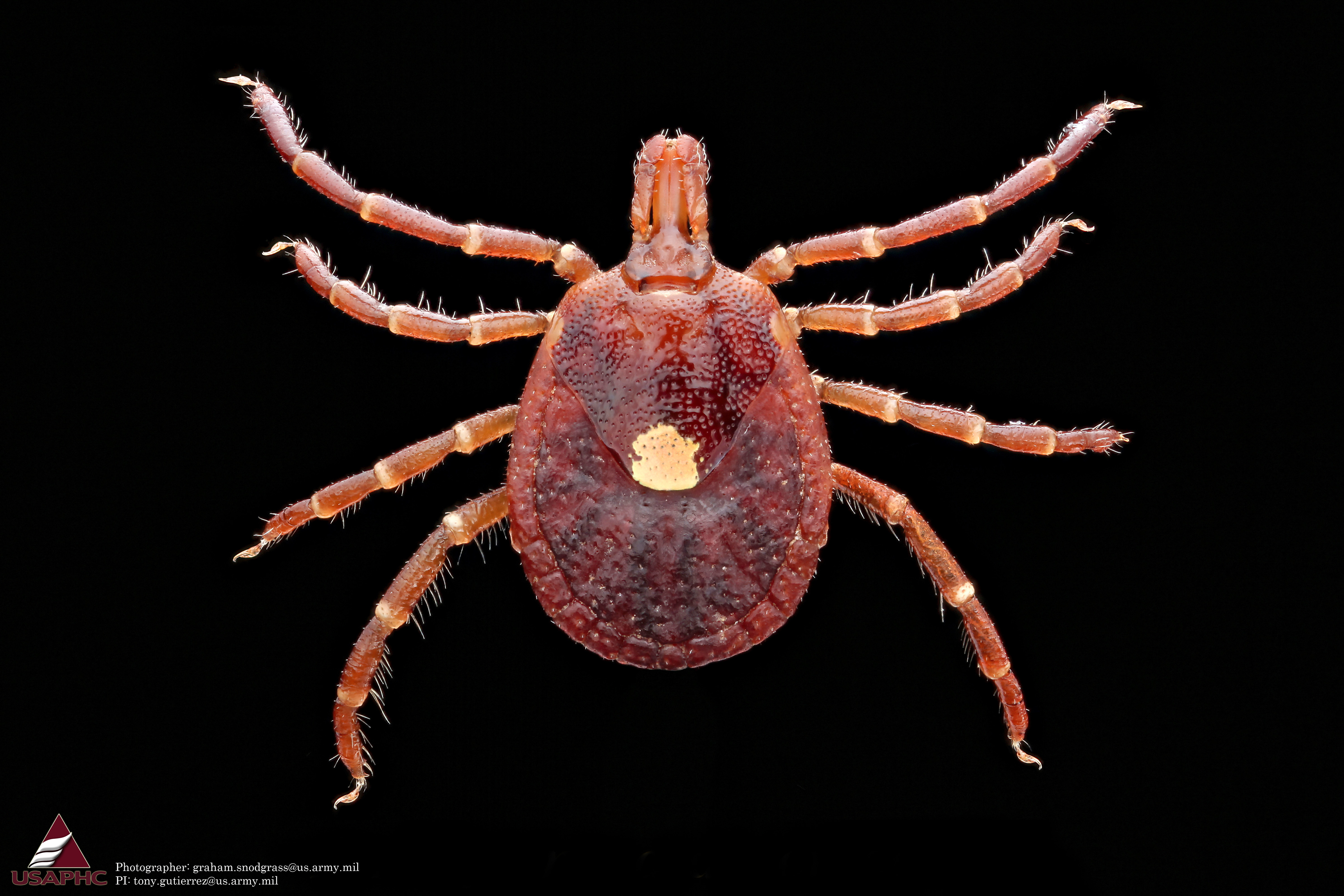 Amblyomma Americanum Adult Female Dorsal